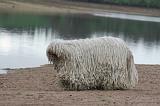 KOMONDOR 148